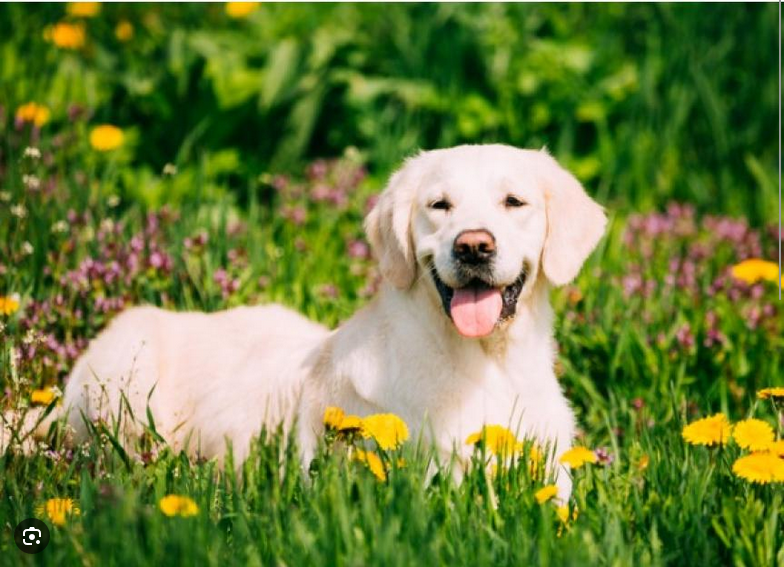 Dog Poop Pickup in Ypsilanti, Michigan