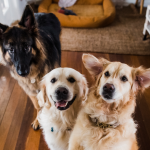 Dog Poop Pickup in Ypsilanti, Michigan