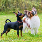 Dog Poop Pickup in Ypsilanti, Michigan