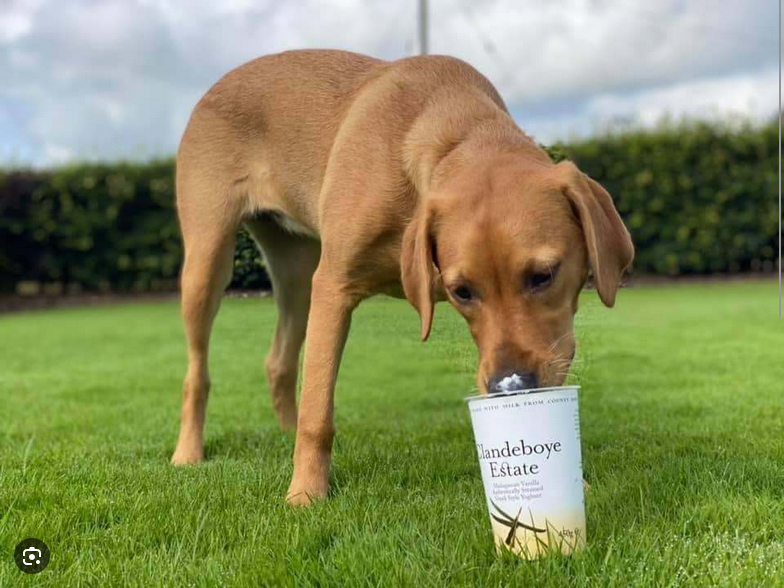 Dog Poop Pickup in Ypsilanti, Michigan